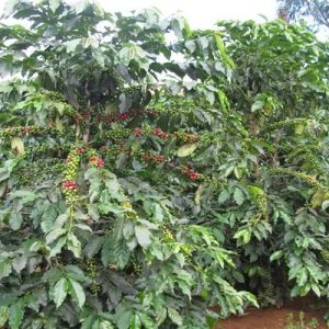 Cà phê Arabica đặc biệt – Số 1 4 Ca phe Arabica dac biet – So 1 4