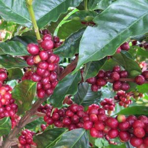 Moka Cau Dat 1 – So 23